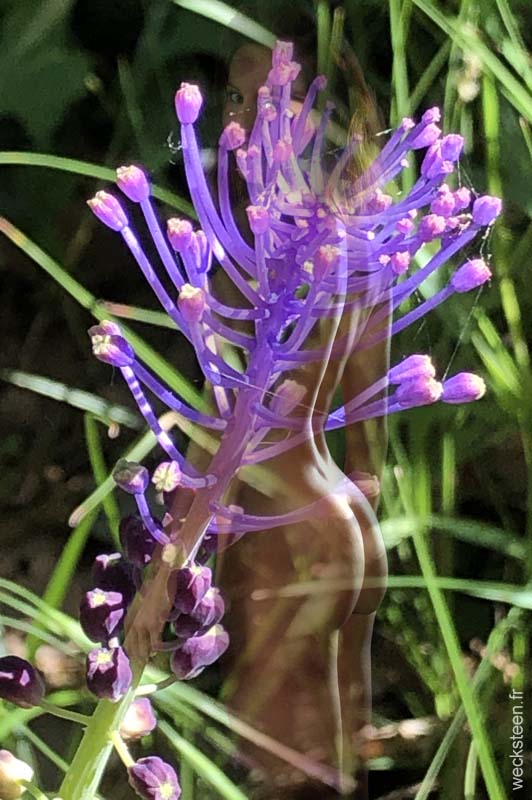 MUSCARI.COMOSUM
