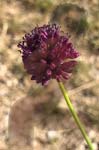 ALLIUM.SPHAEROCEPHALON