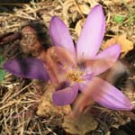 CROCUS