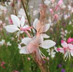 GAURA