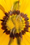 GAZANIA2