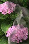 HYDRANGEA.MACROPHYLIA