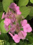 HYDRANGEA.PANICULATA.ROSE