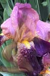 IRIS.MAUVE