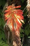 KNIPHOFIA.UVARIA