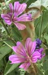 MALVA.SYLVESTRIS