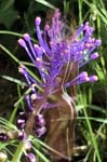 MUSCARI.COMOSUM