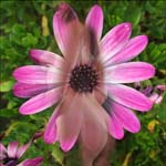 OSTEOSPERMUM