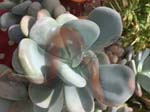 PACHYPHYTUM.OVIFERUM