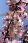 PRUNUS