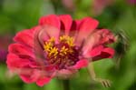 ZINNIA